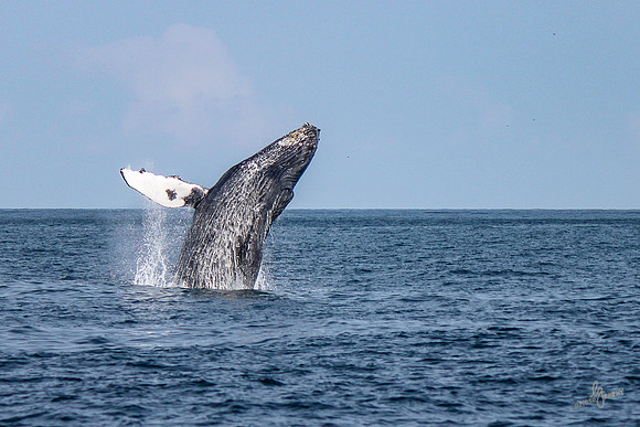 IMG_9119
